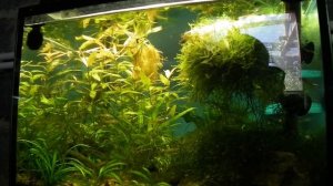 Эдогониум, как можно справиться.