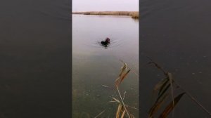 Охота без собаки - это как охотник без ружья! Английский кокер спаниель.