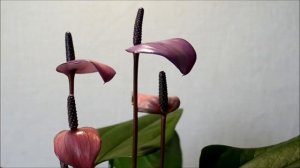 Антуриум Фиорино (Fiorino)