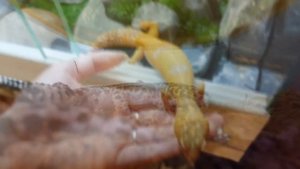 ЯЗЫК ТЕЛА ЭУБЛЕФАРОВ / КАК ОБРАЩАТЬСЯ С ГЕККОНОМ / ЧАСТЬ 1