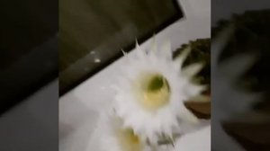 Расцвёл кактус. Цветок кактуса. Кактусы/ Как ухаживать за кактусом/ Когда расцветает кактус /