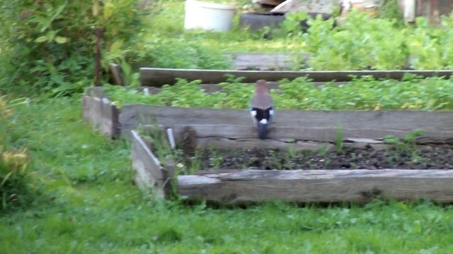 Сойка прячет жёлуди в огороде