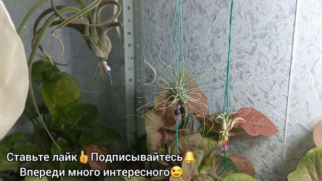 Группа ВК?Растения БЕЗ КОРНЕЙ?Атмосферные ТИЛЛАНДСИИ?Подружились мы с ними!?Уход?Полив?Содержание смотреть онлайн