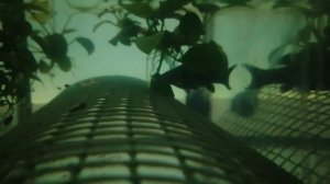 #Аквариум#Пополнение#Малек#Моллинезия#Разведение Моллинезий#Аквариумистика