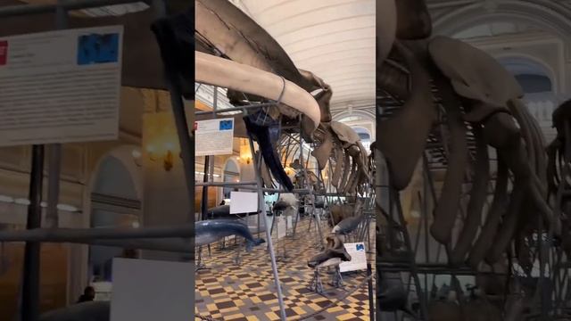 Мамонты и другие животные! #shorts #умытыемыши смотреть онлайн