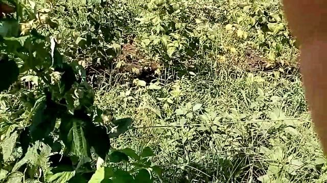 Безшипая ремонтантная малина сорт Джоан Джей. смотреть онлайн