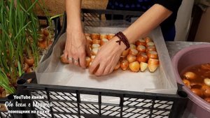 ЛУК НА ЗЕЛЕНОЕ ПЕРО ДВА СПОСОБА ВЫГОНКИ БЕЗ ЗЕМЛИ