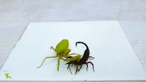 Deadly PRAYING MANTIS vs Venomous SCORPION Educational Scorpion Study