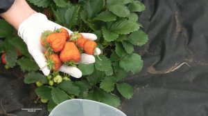 САМЫЙ  ВЫСОКОУРОЖАЙНЫЙ  СОРТ РЕМОНТАНТНОЙ ЗЕМЛЯНИКИ ,  КОТОРЫЙ НИКОГДА НЕ ПОДВЕДЕТ .