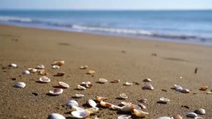 Просто сделай это | Субъект и объект [Джон Шерман]