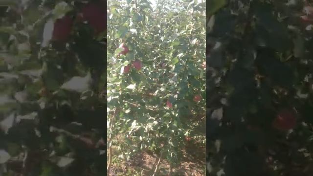 Саженцы сорта либерти смотреть онлайн