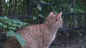 Вечерний променад Чупачупса