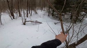 24 ЧАСА В ЛЕСУ ЗИМОЙ / НОЧЕВКА ЗИМОЙ В ЛЕСУ