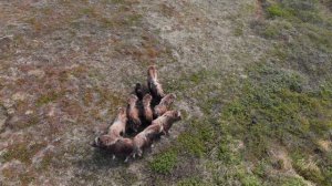 остров Завьялова