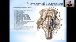 Ствол мозга анатомия, физиология, симптомы поражения