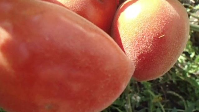 ТОМАТНЫЕ ПЕРСИКИ - СКАЗОЧНЫЙ СОРТ ШАХЕРЕЗАДА. Видео Ольги Черновой смотреть онлайн