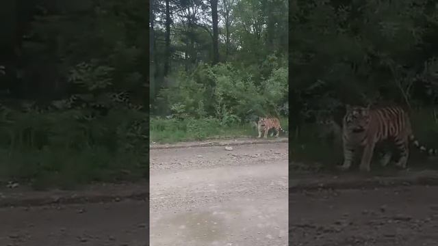 В Приморье недалеко от Рощино заметили тигрицу с выводком