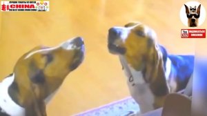 Собака породы Бассет-хаунд,  веселит своих хозяев