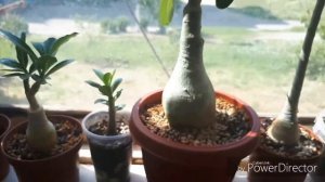 Почему адениумы сбрасывают бутоны?/САМА ВИНОВАТА