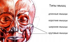 ОБЩАЯ МИОЛОГИЯ | СТРОЕНИЕ МЫШЦ | АНАТОМИЯ МЫШЕЧНОЙ СИСТЕМЫ