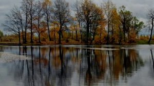Журавли. Валерий Залкин.