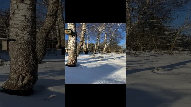 Снежный апокалипсис радует глаз ?