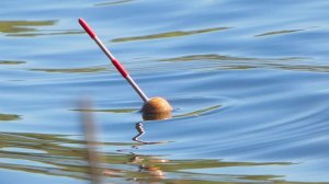 Рыбалка в мае, ловля плотвы на поплавок!