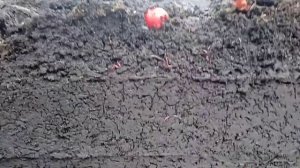 разведение червей на улице калифорнийские черви в зиму