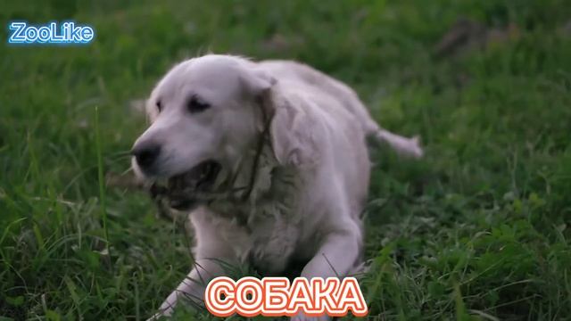 КАК ГОВОРИТ СОБАКА / ЛАЙ СОБАКИ ? #собака #пес #лай_собаки #домашние_животные смотреть онлайн
