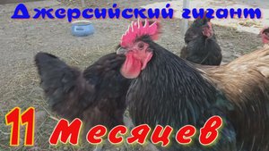 11 месяцев.mp4