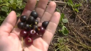 Йошта (josta) - гибрид черной смородины и крыжовника.