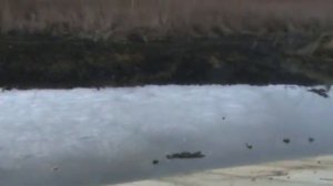 Сделали  плотину  на  пруду .