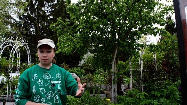 Подкормка плодовых деревьев и кустарников весной. Удобрения после цветения!