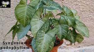 CUIDADO Y CULTIVO DE LA PLANTA SYNGONIUM, conocida como singonio, Mi diario de Jardin