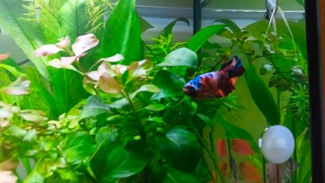 Aquarium 4K VIDEO. Жизнь петушков в общем аквариуме, Рыбка петушок, совместимость с другими рыбками смотреть онлайн