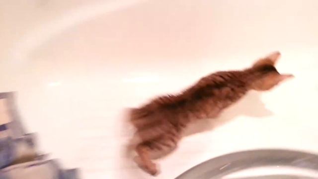 Бенгальский котенок Gabriel 3 месяца