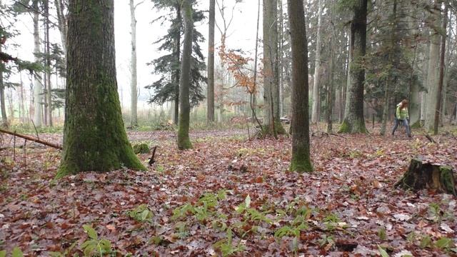 ЛІТНІ ОПЕНЬКИ Зимою? Як виглядають і чим відрізняються. Як виглядає гриб Їжовик жовтий смотреть онлайн