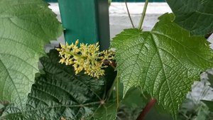 Подкормка винограда в период цветения
