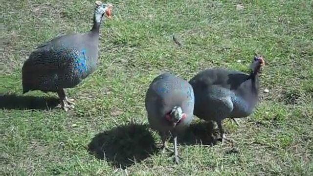 Цесарки в Парке птиц «Воробьи» смотреть онлайн