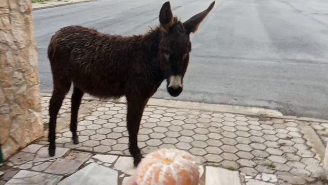 Ослик и мандаринка)! смотреть онлайн