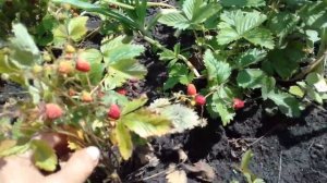 Очень вкусная ремонтантная земляника.  6 июля 2017г.