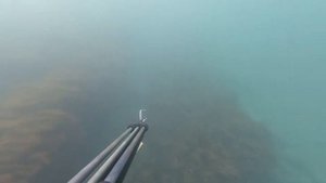 На морскую подводную охоту Часть #4 ноябрь 2017 Дюрсо Чёрное море скат, зубарь