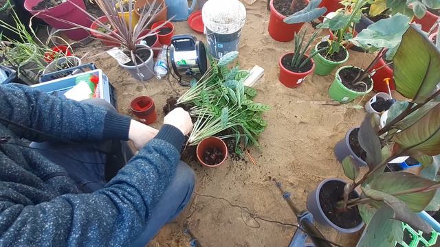 48.Imbir i kanna część 2 gościnie  katleja