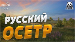 Рыбалка на Суре. Ищем Осетра Русского. Стрим Русская рыбалка 4