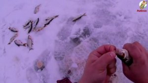 Ловля Плотвы в Декабре на Озере.Зимняя рыбалка на плотву.