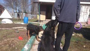 ЧЕМ ЗАНЯТЬ ДВУХ РОТВЕЙЛЕРОВ.Воспитание и дрессировка собаки. Ротвейлер день за днем