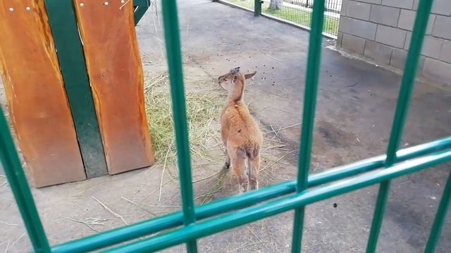 Нижний Новгород / Зоопарк Лимпопо / часть 1 /  кормим животных / выставка ретро машин