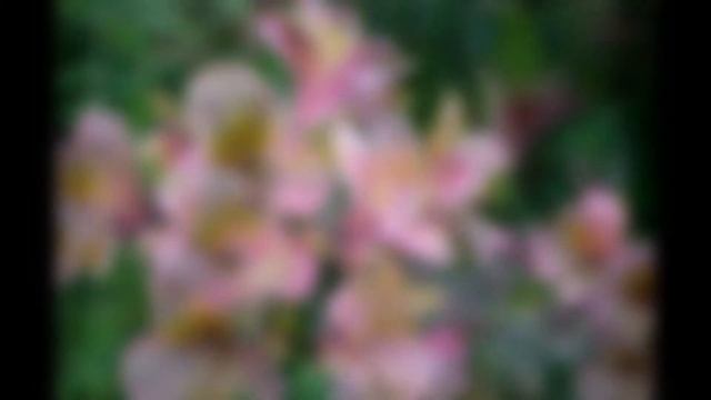 АЛЬСТРЕМЕРИЯ  ALSTROEMERIA растенияplants HD slide show!