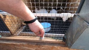 КРОЛИКИ// МОЛОЧНАЯ КИСЛОТА//ПРОФИЛАКТИКА ВЗДУТИЙ// ЕЖЕВИКА//