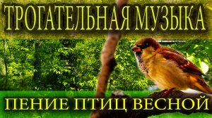 Красивая музыка под пение птиц весной ?